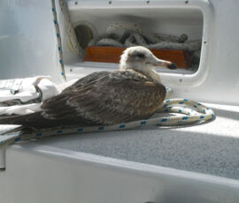 SANYO DIGITAL CAMERA