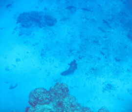 SANYO DIGITAL CAMERA